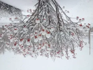 Snow in Edmonton