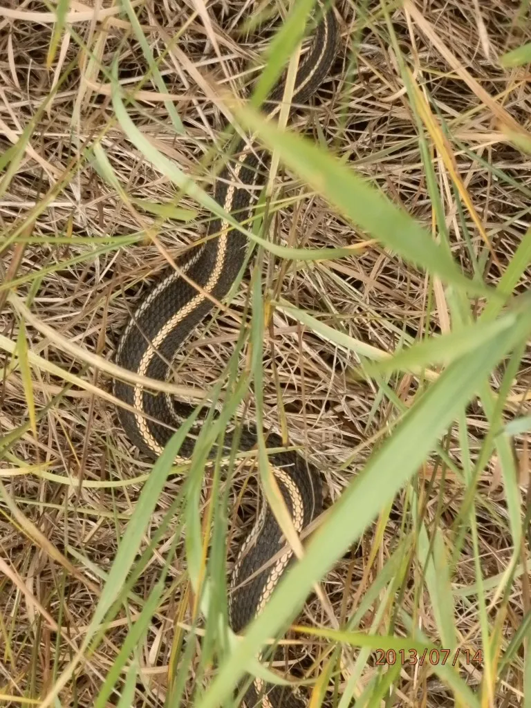 Snakey_50
